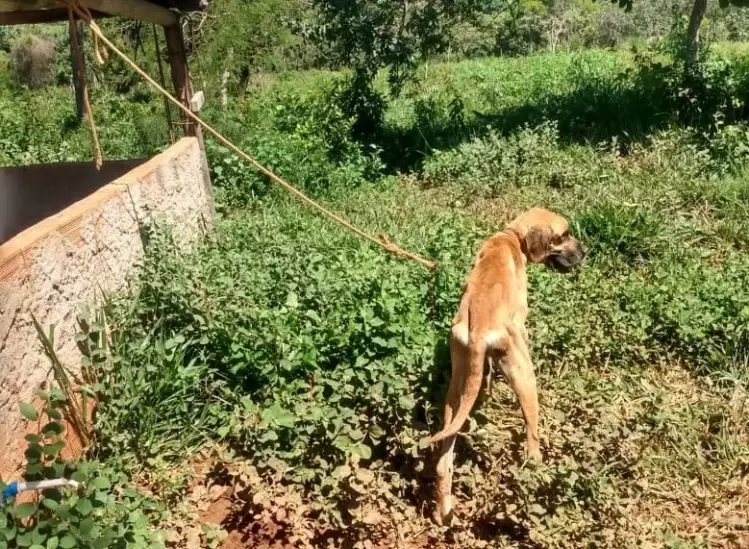 PCMG prende homem em flagrante por maus-tratos a cão em Mateus Leme